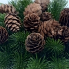 Trái Thông Khô/size nhỏ [Small Dried Pine Cone]