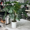 Monstera [size 140] Chậu nhựa
