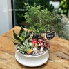 Tiểu cảnh Tuyết Mai