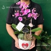 Tiểu Hồ điệp Tím [Chậu Cute]
