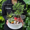 Tiểu cảnh Tuyết Mai