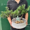 Tùng vạn niên Dáng Hoành [Chậu DN26]
