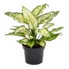 Ngọc Ngân [Aglaonema First Diamond in Nursery Pot]