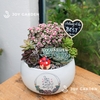 Đô la mix Sen đá [Chậu D18]