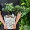 Tùng vạn niên Dáng Hoành