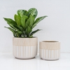 Chậu Trụ Kẻ Trắng L [White Striped Pot] (D33H26)