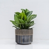 Chậu Trụ Kẻ Đen L [Black Striped Pot] (D33H26)