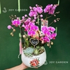 Tiểu Hồ điệp tím [Chậu D18]