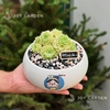 Sen đá Hoa hồng xanh [Chậu DL14]