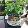 Tiểu cảnh Kim Tứ Quý