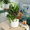 Set Vạn Phúc Vạn Lộc