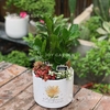 Kim tiền mix [Chậu T15]