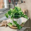 Trầu bà [Chậu D18]