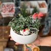Lá may mắn xanh [Chậu DL14]