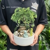 Tùng bồng lai size nhỏ [Chậu TL20]
