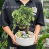 Tùng bồng lai size nhỏ [Chậu TL20]