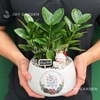 Kim tiền Chiêu tài [Chậu D14]