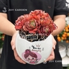 Sen đá Suyon [Chậu Trứng rồng]