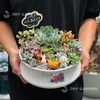 Tiểu cảnh sen đá 