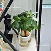 Kim ngân 3 củ thủy sinh