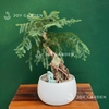 Tùng Bồng Lai Ôm Đá