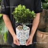 Tùng Kim Cương Lam Nhã