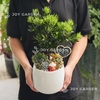 Tùng Kim cương mix Sen đá [Chậu L16]