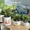 Ngọc ngân lớn [Chậu T22]