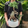 Tùng Bồng Lai Ôm Đá