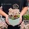 Đô la mix Sen đá [Chậu CT15]