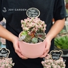 Đô la mix Sen đá [Chậu CT15]