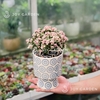 Đô la Sakura [Chậu Lam Nhã]