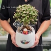 Đô la cổ thụ [Chậu L16]