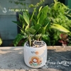 Kim tiền mini [Chậu C12]