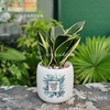 Lưỡi hổ Thái Mini [Chậu C12]