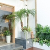 Chậu Ximang Vuông [Square Concrete Planter] (D50H50)