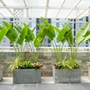 Chậu Ximang Chữ nhật [Rectangular Concrete Planter] (D80H40)