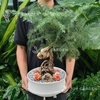 Tùng Bồng Lai [size trung]