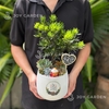 Tùng Kim cương mix Sen đá [Chậu L16]