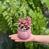 Lá may mắn [Chậu mini nhiều màu]