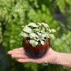 Lá may mắn [Chậu mini nhiều màu]