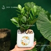 Kim tiền mini [Chậu V12]