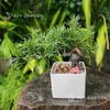 Tùng vạn niên Dáng Hoành