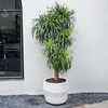 Com.Pot_[Windowpane] (D56H49 White)