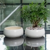 Chậu Hạt dẻ lùn (D23H12)