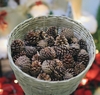 Trái Thông Khô/size nhỏ [Small Dried Pine Cone]