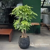 Kim ngân Phúc Lộc Thọ [Chậu Composite]