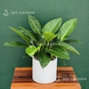 Đế vương xanh [Chậu T28]