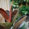 Đa Búp đỏ Chậu T28 [Rubber Plant w Pot 28cm]