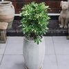 Ngũ gia bì Chậu xám nhỏ [Umbrella Tree w Grey Planter]